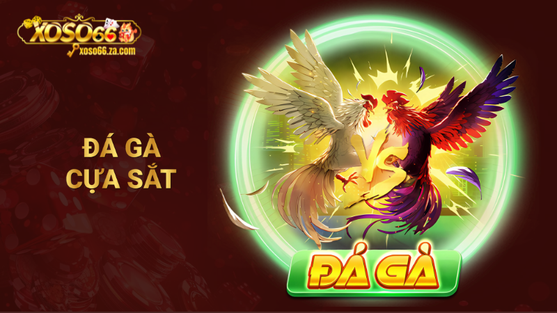 Đá gà cựa sắt